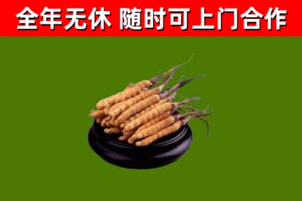 民丰回收冬虫夏草